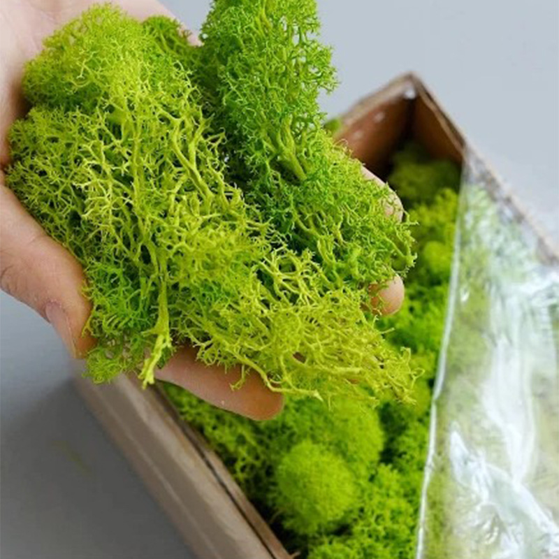20g piante di muschio verde ar - Sphagnum Moss Dry recensione e prezzo
