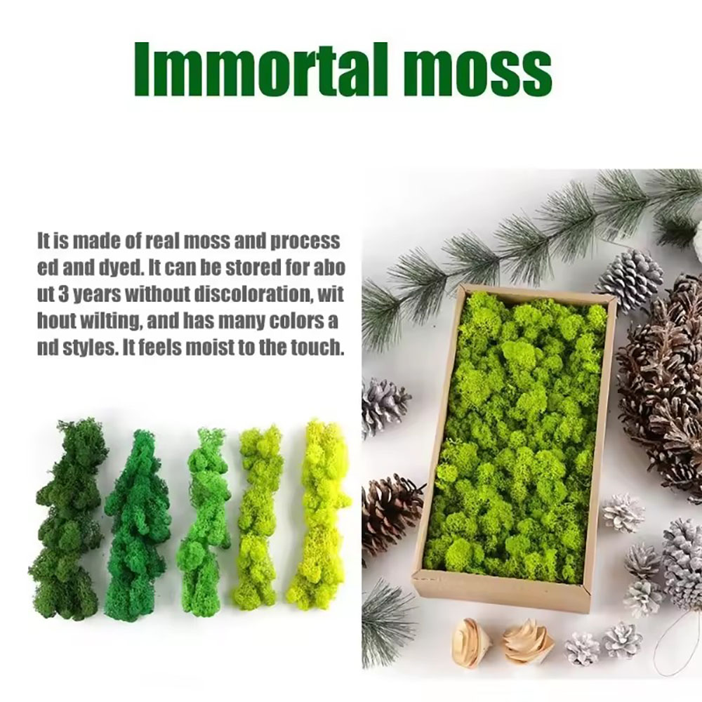 Muschio Artificiale Eterno 200 - Sphagnum Moss Dry recensione e prezzo